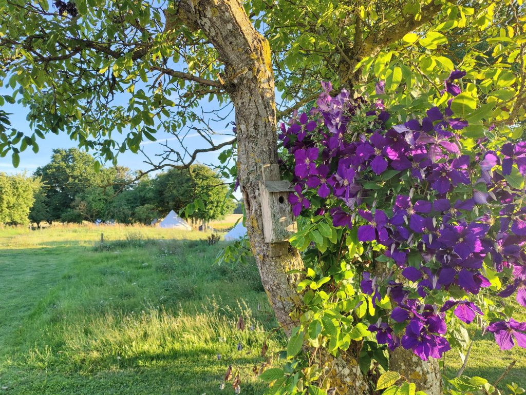 Glamping Bornholm